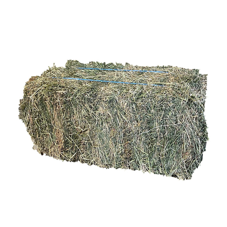 Lucerne HAY 2nd grade