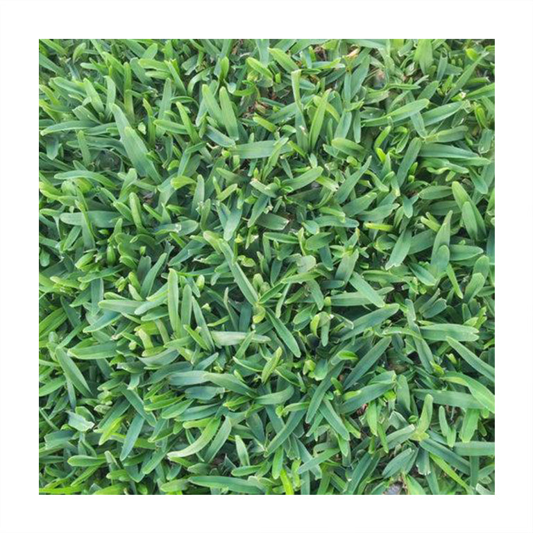 Sir Walter Turf