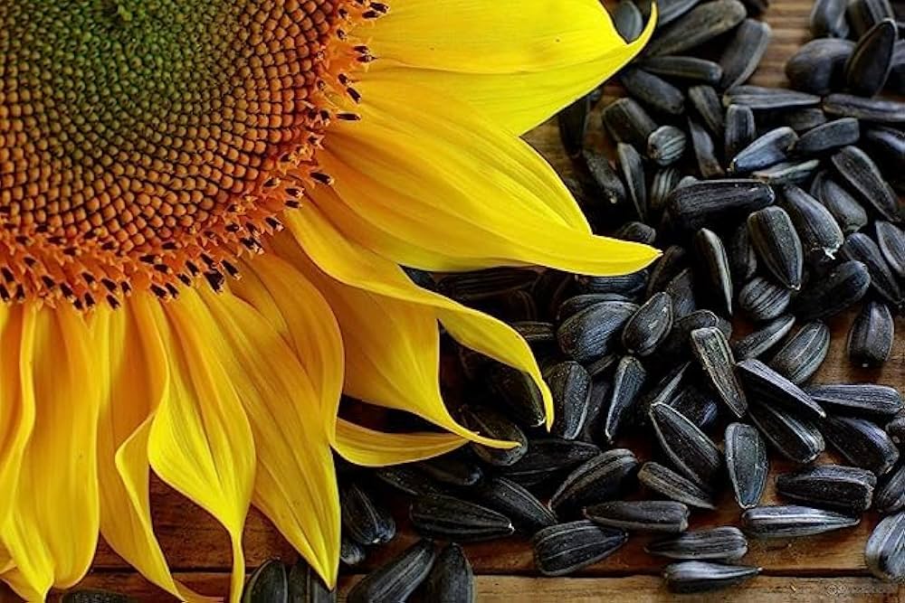 Black Sunflower Seeds 3kgs