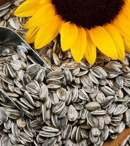 Black Sunflower Seeds 5kgs