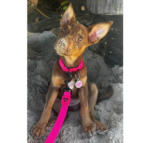 waterproof dog collar 34-49cm PINK