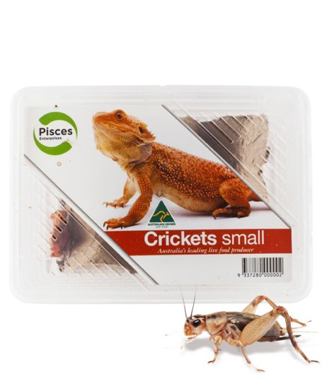 Crickets - Small 50pk