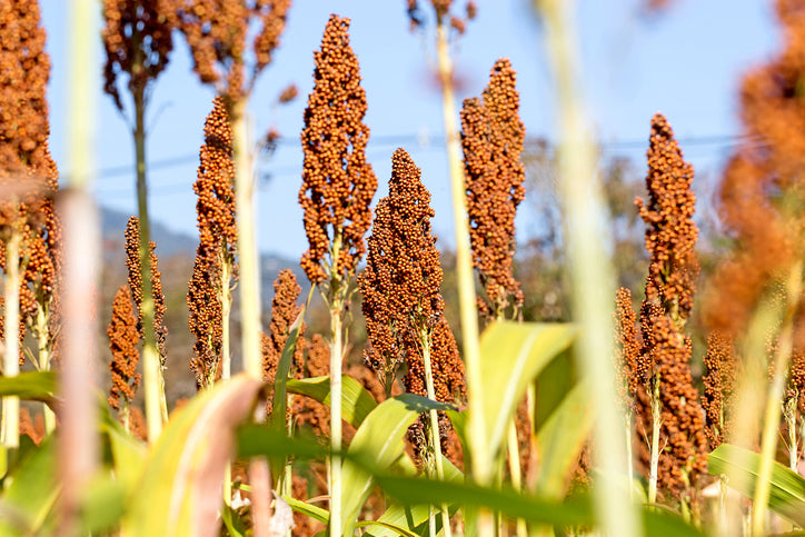 Shirohie Millet 15kg