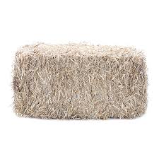 Hay WHEATEN